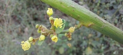 Baliospermum solanifolium