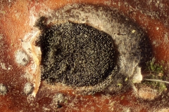 Prosthecium pyriforme