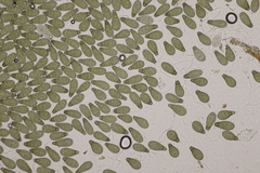 Prosthecium pyriforme