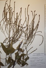 Verbena × engelmannii