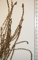 Verbena × engelmannii