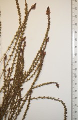 Verbena × engelmannii