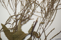 Verbena × engelmannii