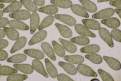 Prosthecium pyriforme