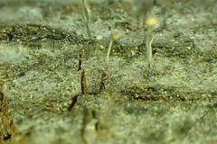 Stilbocrea gracilipes