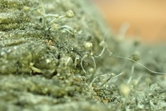 Stilbocrea gracilipes