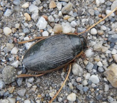 Dytiscus dimidiatus