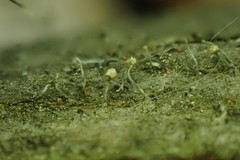 Stilbocrea gracilipes