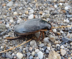 Dytiscus dimidiatus