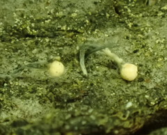 Stilbocrea gracilipes