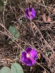 Ipomoea villifera
