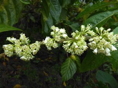 Iochroma arborescens