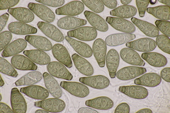 Prosthecium pyriforme