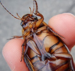 Dytiscus dimidiatus