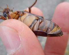 Dytiscus dimidiatus