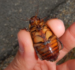 Dytiscus dimidiatus