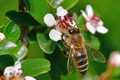 Apis mellifera