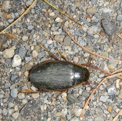 Dytiscus dimidiatus
