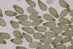 Prosthecium pyriforme