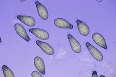 Prosthecium pyriforme