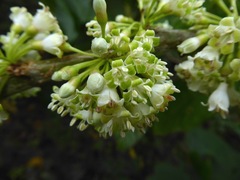Iochroma arborescens