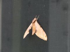 Protambulyx strigilis