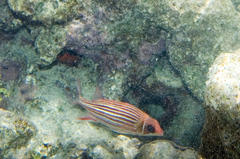 Sargocentron microstoma