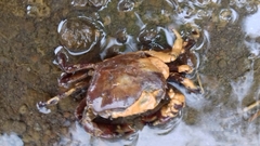 Parathelphusa convexa