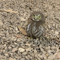 Glaucidium