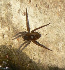 Dolomedes plantarius