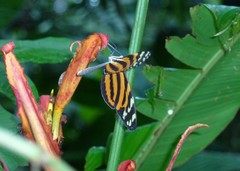 Melinaea lilis imitata