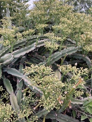 Cissus quadrangularis