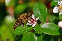 Apis mellifera