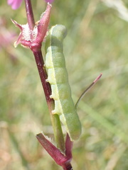 Orthosia incerta