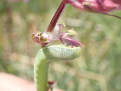 Orthosia incerta