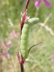 Orthosia incerta