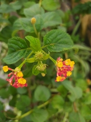 Lantana camara