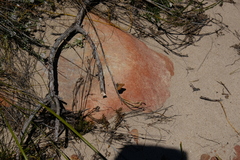 Aloeides thyra thyra