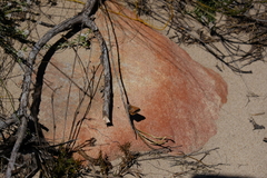 Aloeides thyra thyra