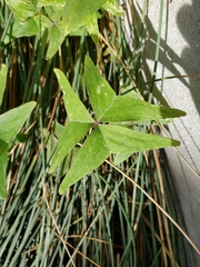 Oxalis triangularis