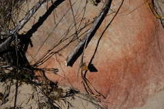 Aloeides thyra thyra