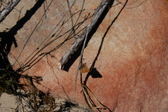 Aloeides thyra thyra