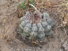Thelocactus hexaedrophorus