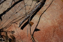 Aloeides thyra thyra