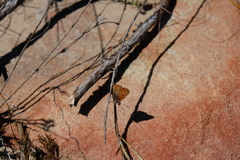 Aloeides thyra thyra