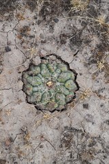 Thelocactus hexaedrophorus hexaedrophorus