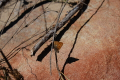 Aloeides thyra thyra