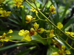 Oncidium sphacelatum