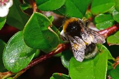 Bombus