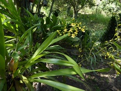 Oncidium sphacelatum